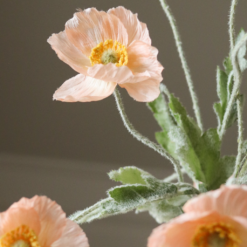 Botané Mohnblume Poppy Coral