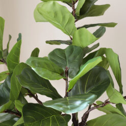 Botané Geigenfeige Fiddle Leaf Fig