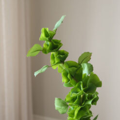 Botané Bells of Ireland Grün