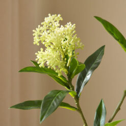 Botané Skimmia Beerenzweig Weiß