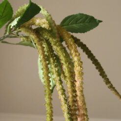 Botané Three Forks Amaranthus Blume