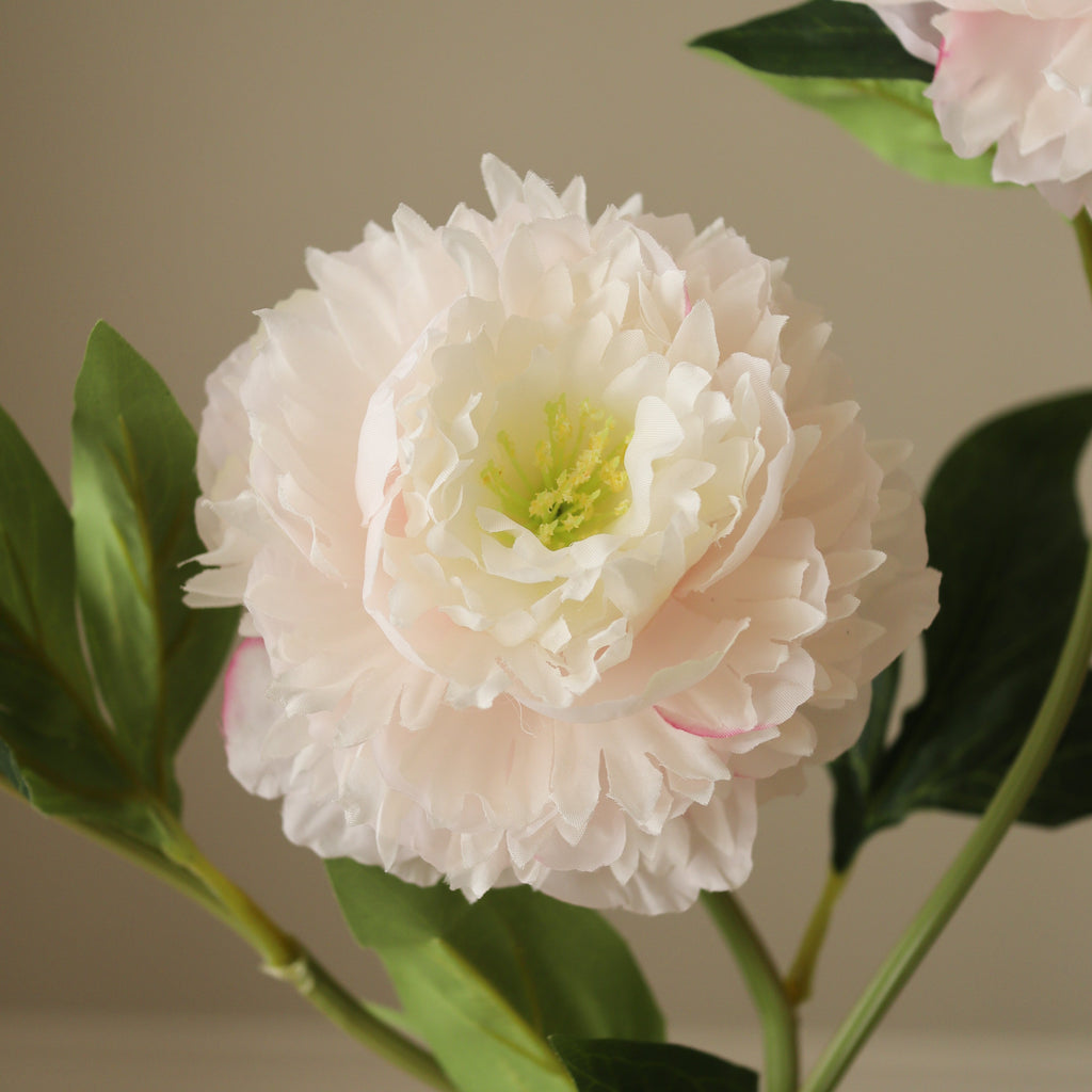 Botané Pfingstrose Peony Flower Rosé