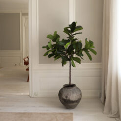 Botané Geigenfeige Fiddle Leaf Fig