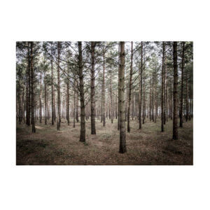 Storefactory Pine-Forest Poster 50 x 70 cm