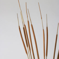 Madam Stoltz Rohrkolben klein 10Stk. Close Up