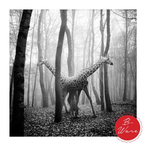 Poster Giraffe von Frank Machalowski